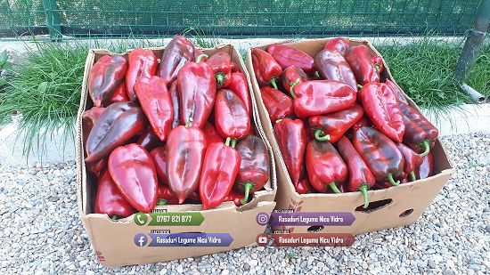 Rasaduri de ardei castraveti rosii / tomate vinete de vanzare 2025