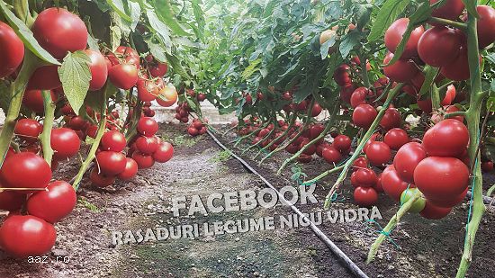 Rasaduri legume : Rasad rosii / tomate ardei castraveti vinete salata