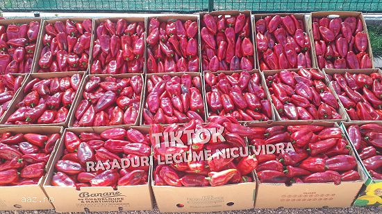 Rasaduri legume : Rasad rosii / tomate ardei castraveti vinete salata
