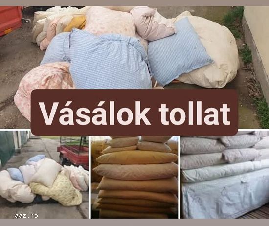 Cumpăr pene de gască