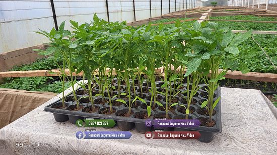 Rasad tomate,     rosii,     castraveti,     ardei,     vinete,     varza - rasaduri 2026