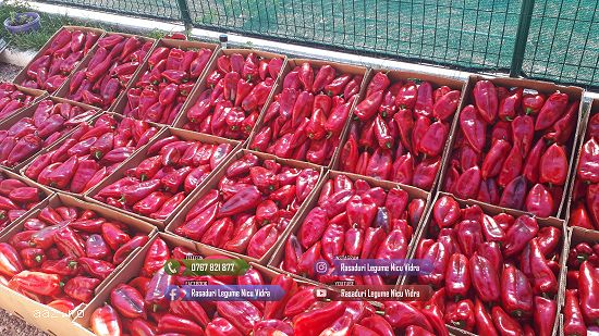 Rasad tomate,     rosii,     castraveti,     ardei,     vinete,     varza - rasaduri 2026
