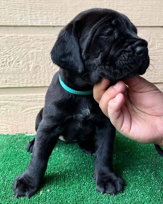 Pui cane corso