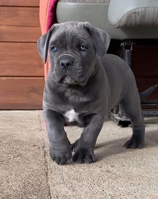 Pui cane corso