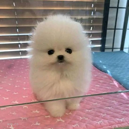 Pomeranian alb pedigee FCI