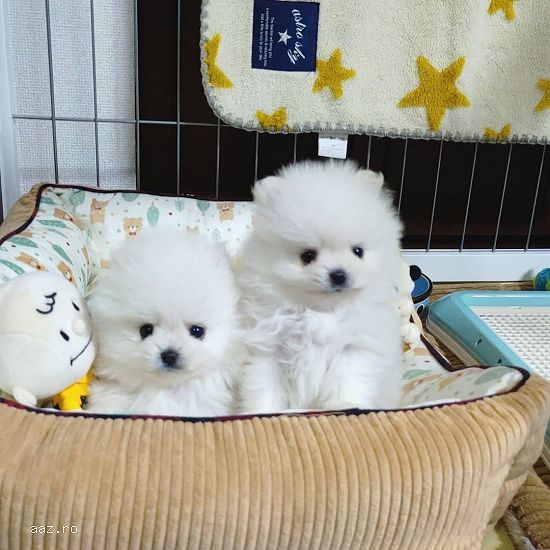 Pomeranian alb pedigee FCI