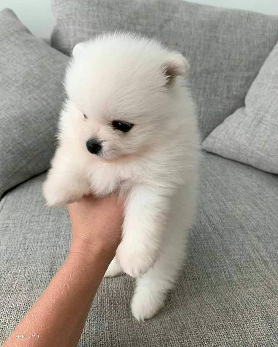 Pomeranian alb pedigee FCI