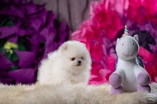 Pomeranian alb pedigee FCI
