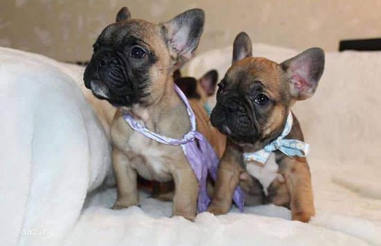pui bulldog francez de calitate