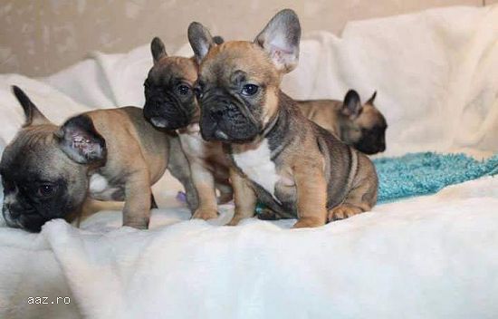 pui bulldog francez de calitate