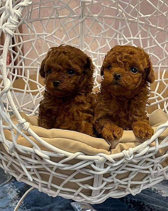 caniche- pudel