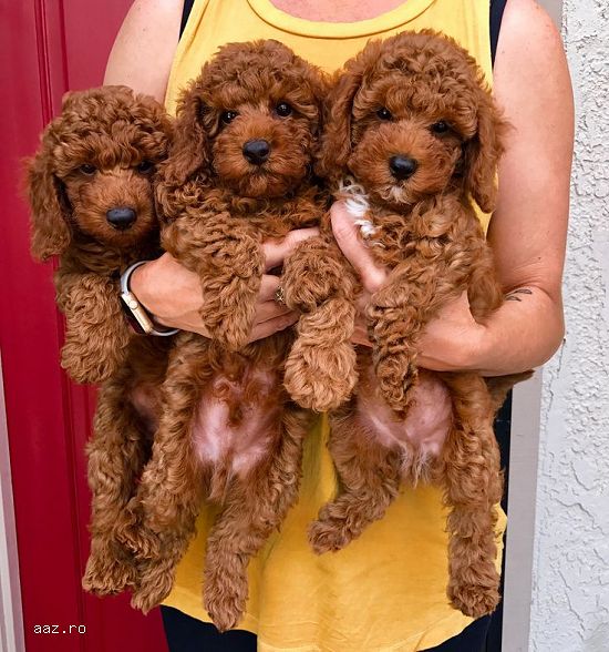 caniche- pudel