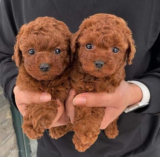 caniche- pudel