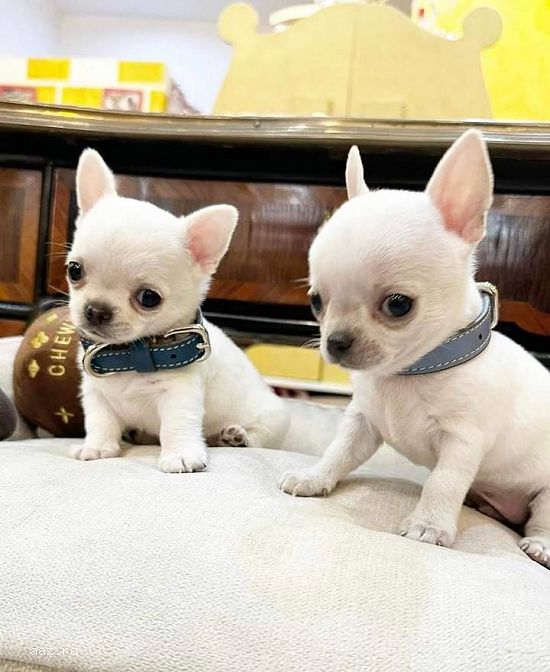 Pui bichon maltez