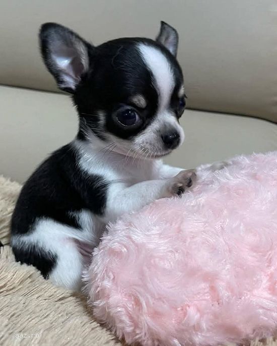 Pui bichon maltez
