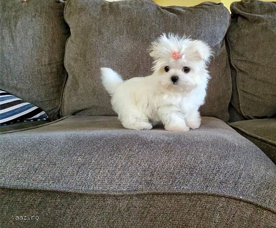 bichon maltez