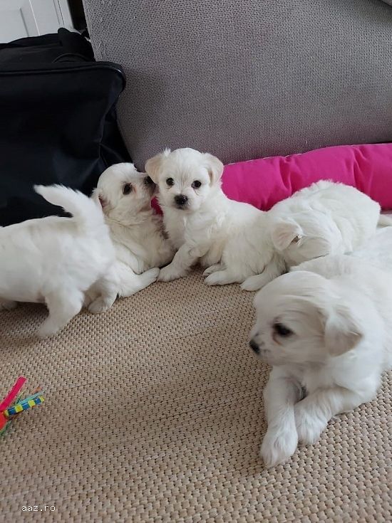 bichon maltez