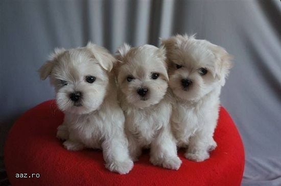 bichon maltez