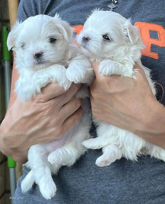 bichon maltez