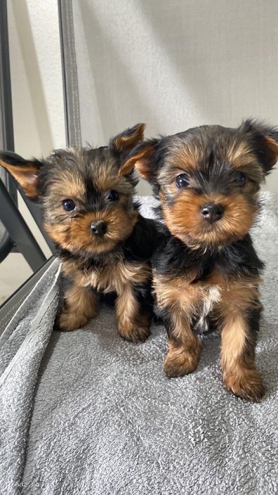 yorkshire terrier