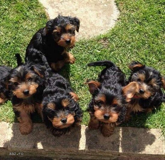 yorkshire terrier
