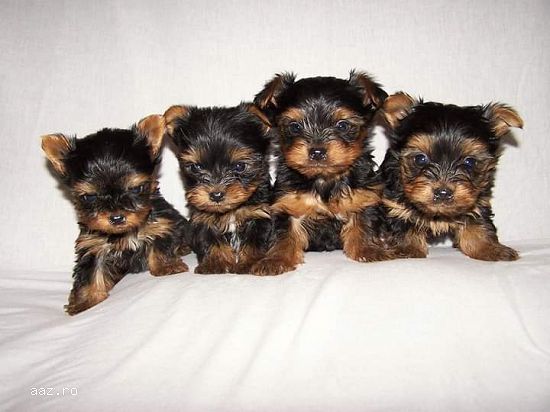 yorkshire terrier