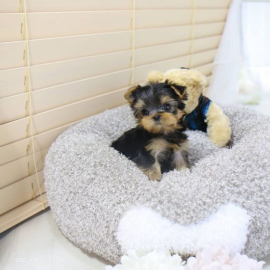 yorkshire terrier