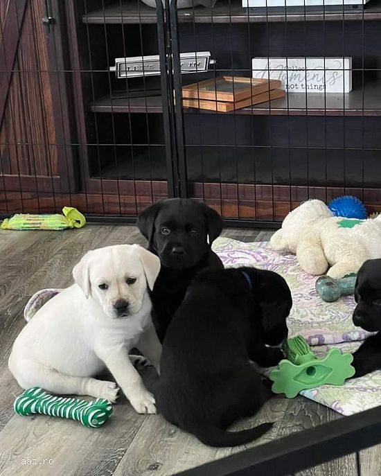 Labrador Retriever