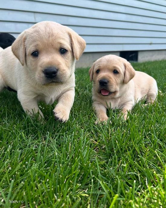 Labrador Retriever