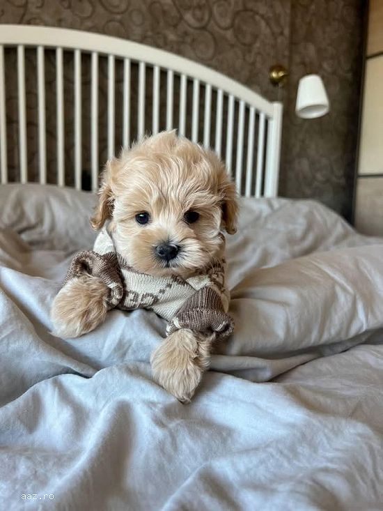 pui maltipoo