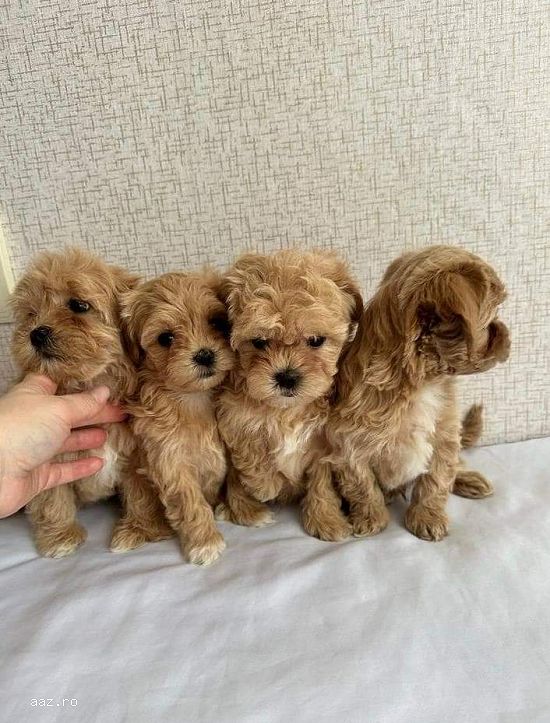 pui maltipoo