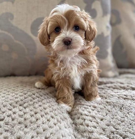 pui maltipoo