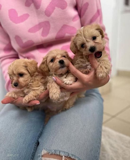 pui maltipoo