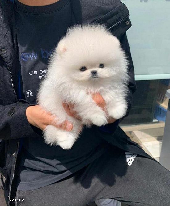 Pomeranian cu pedigree FCI,  