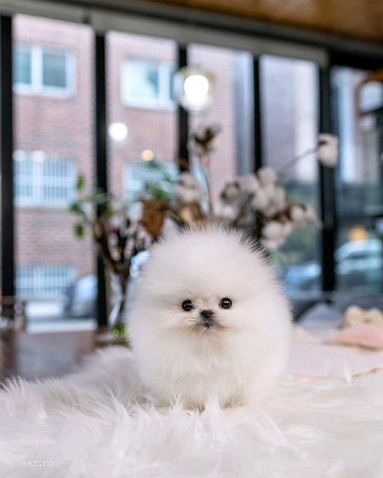 Pomeranian mini toy