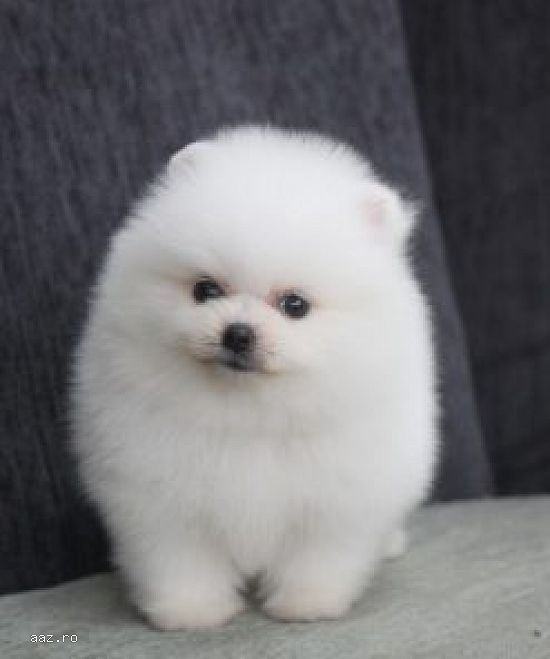 Pomeranian alb