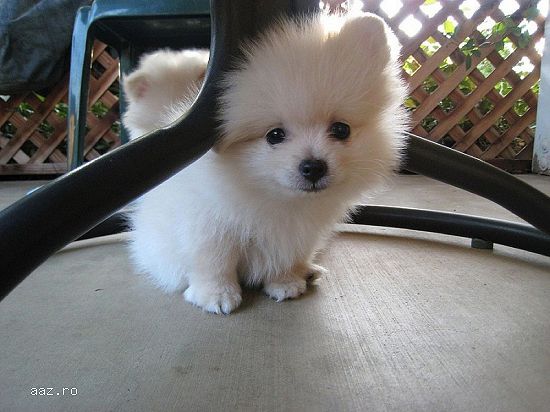 Pomeranian alb