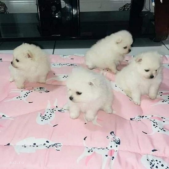 pomeranian pedigree FCI