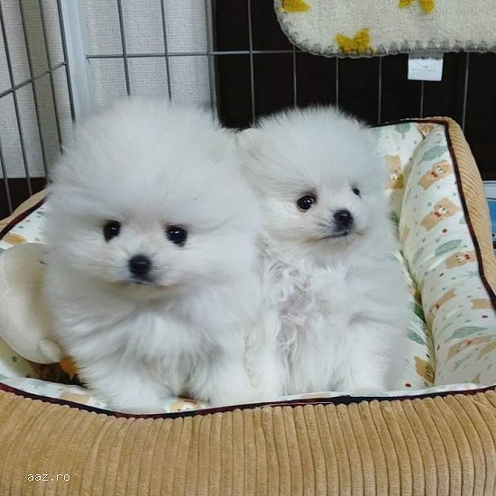 Pomeranian mini  culoare alba