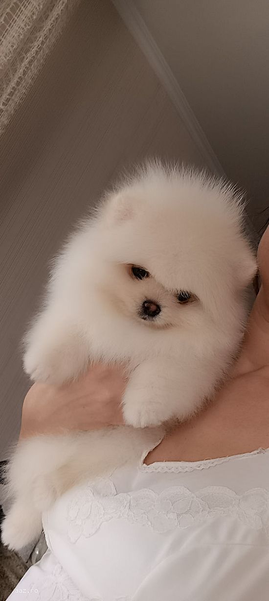 Pomeranian mini  culoare alba