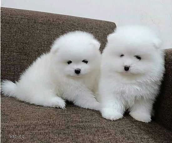 Pomeranian mini  culoare alba