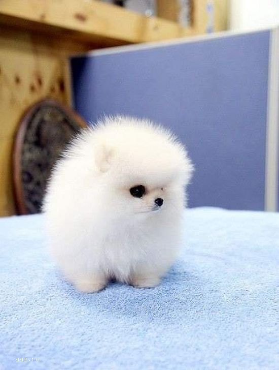 Pomeranian boo deparazitarile