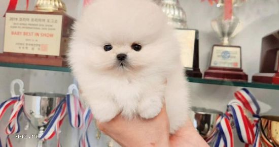 Pomeranian boo deparazitarile