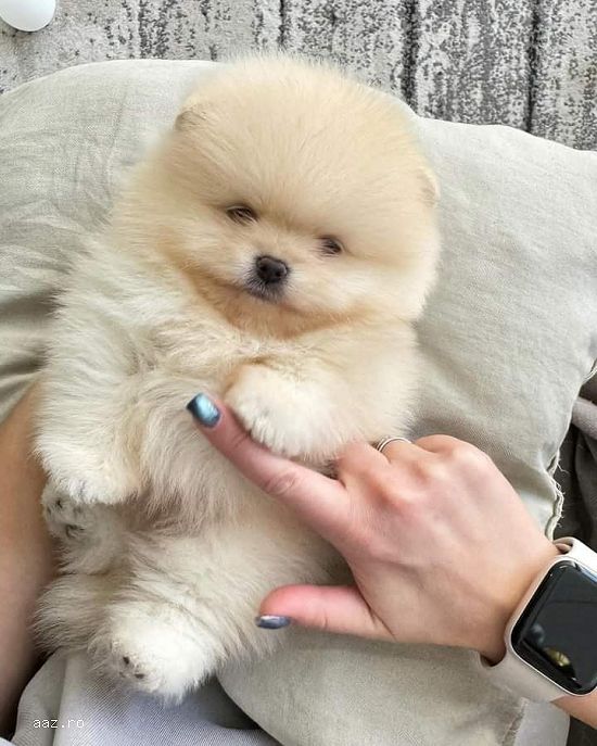 Pomeranian FCI