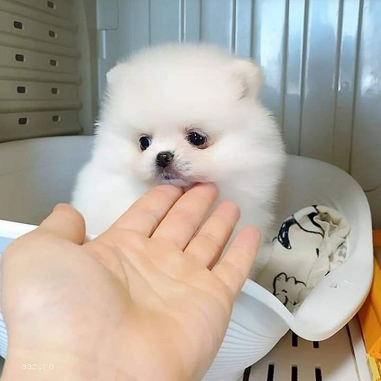 Pomeranian FCI