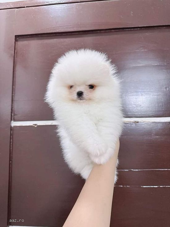 Pomeranian inclusiv microcip