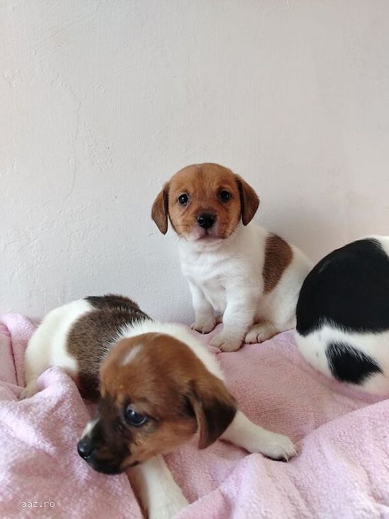 Jack Russell