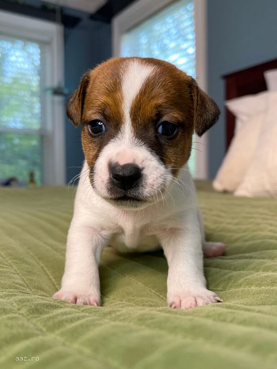 Jack Russell