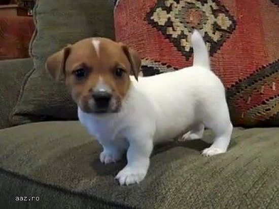 Jack Rusell Terrier