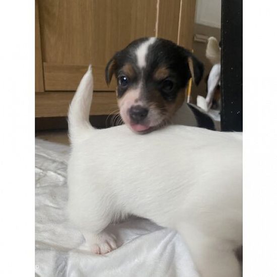 Jack Russell Terier